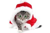 pic for Christmas Cat 480x320